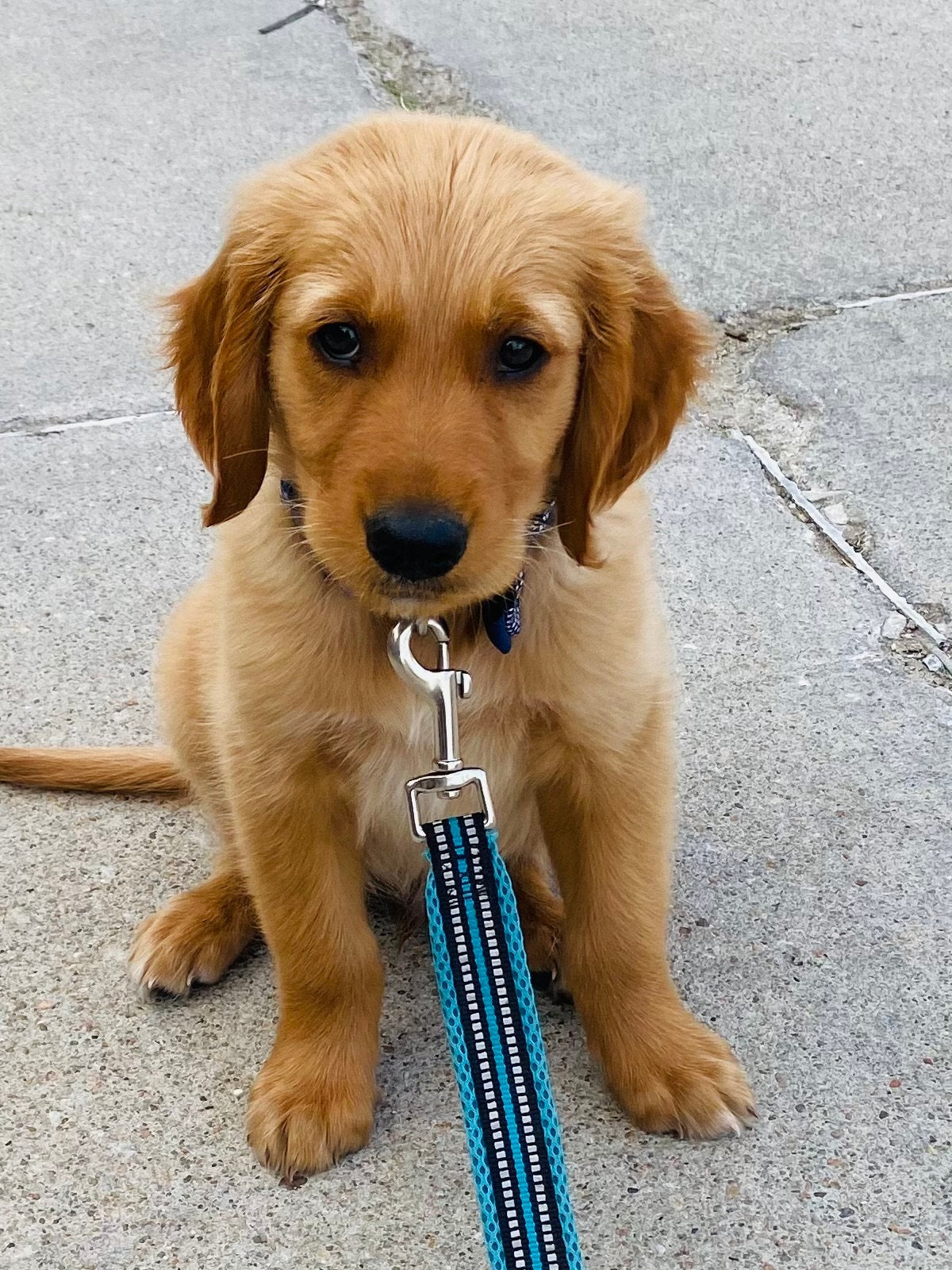Corn Breakfast of Champions png, Digital Design