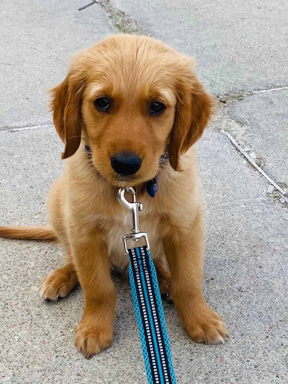 Just A Girl From Arkansas png, Distressed Arkansas png, Arkansas Shirt png, Arkansas Girl, Digital Design